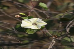 Ipomoea obscura
